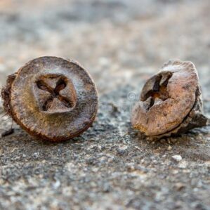 Eucalipto (concentrado)